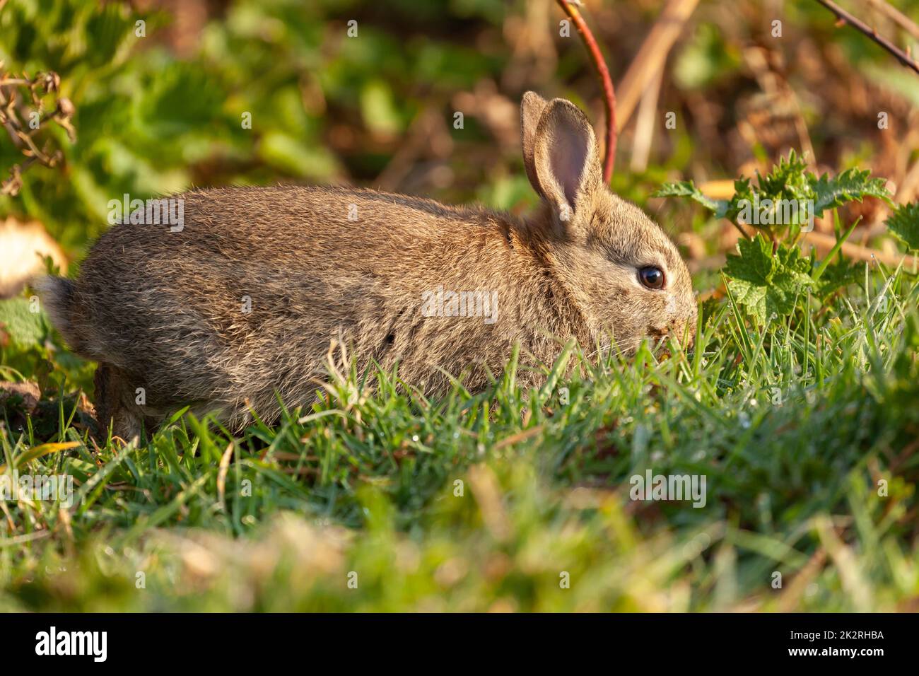 Joli petit lapin sauvage dans un habitat naturel Banque D'Images