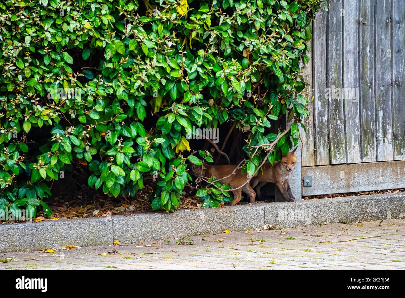 Renards rouges sauvages (Vulpes vulpes) à Londres, Royaume-Uni Banque D'Images