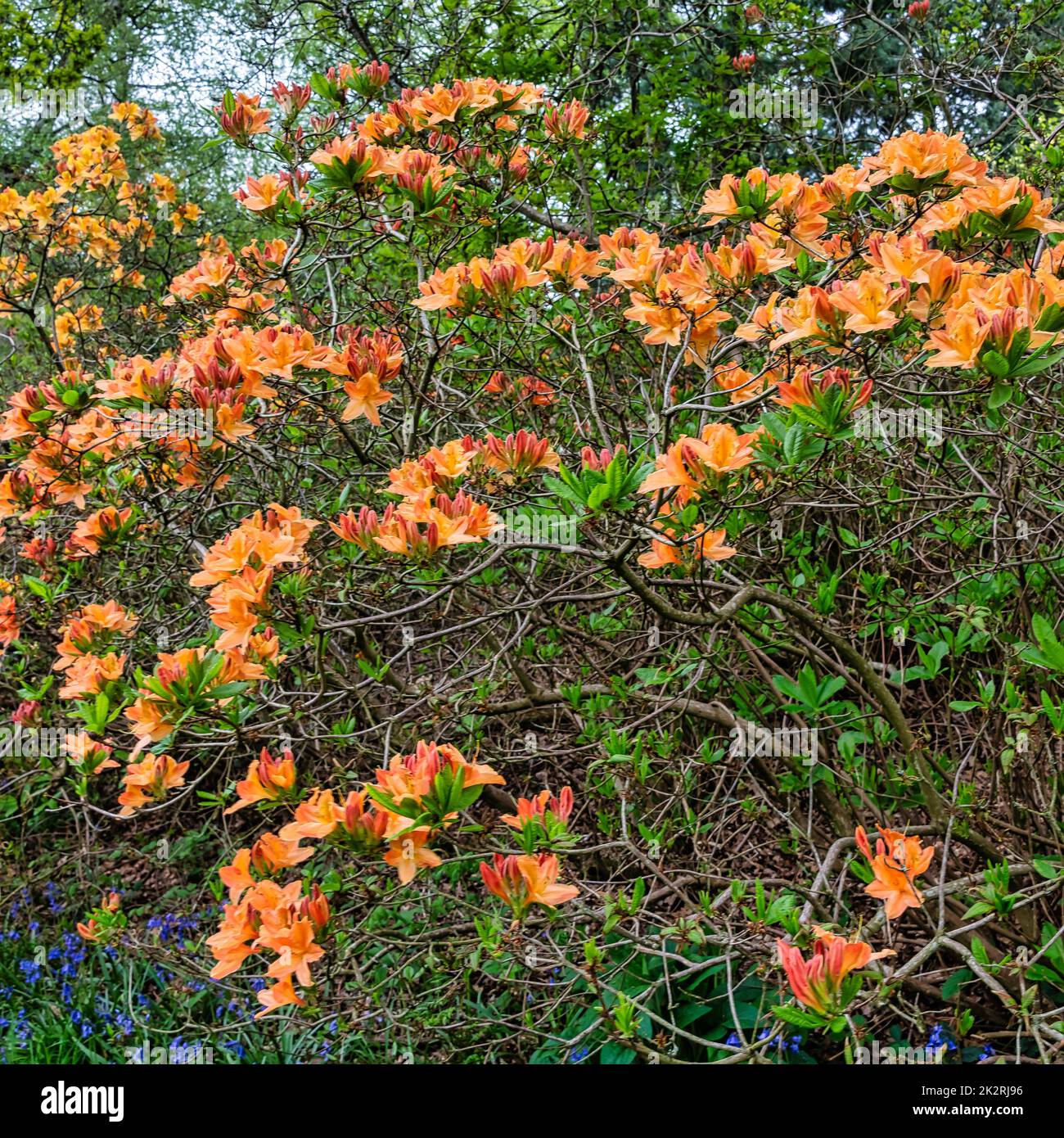 Rhododendrons à Windsor Great Park, Royaume-Uni Banque D'Images