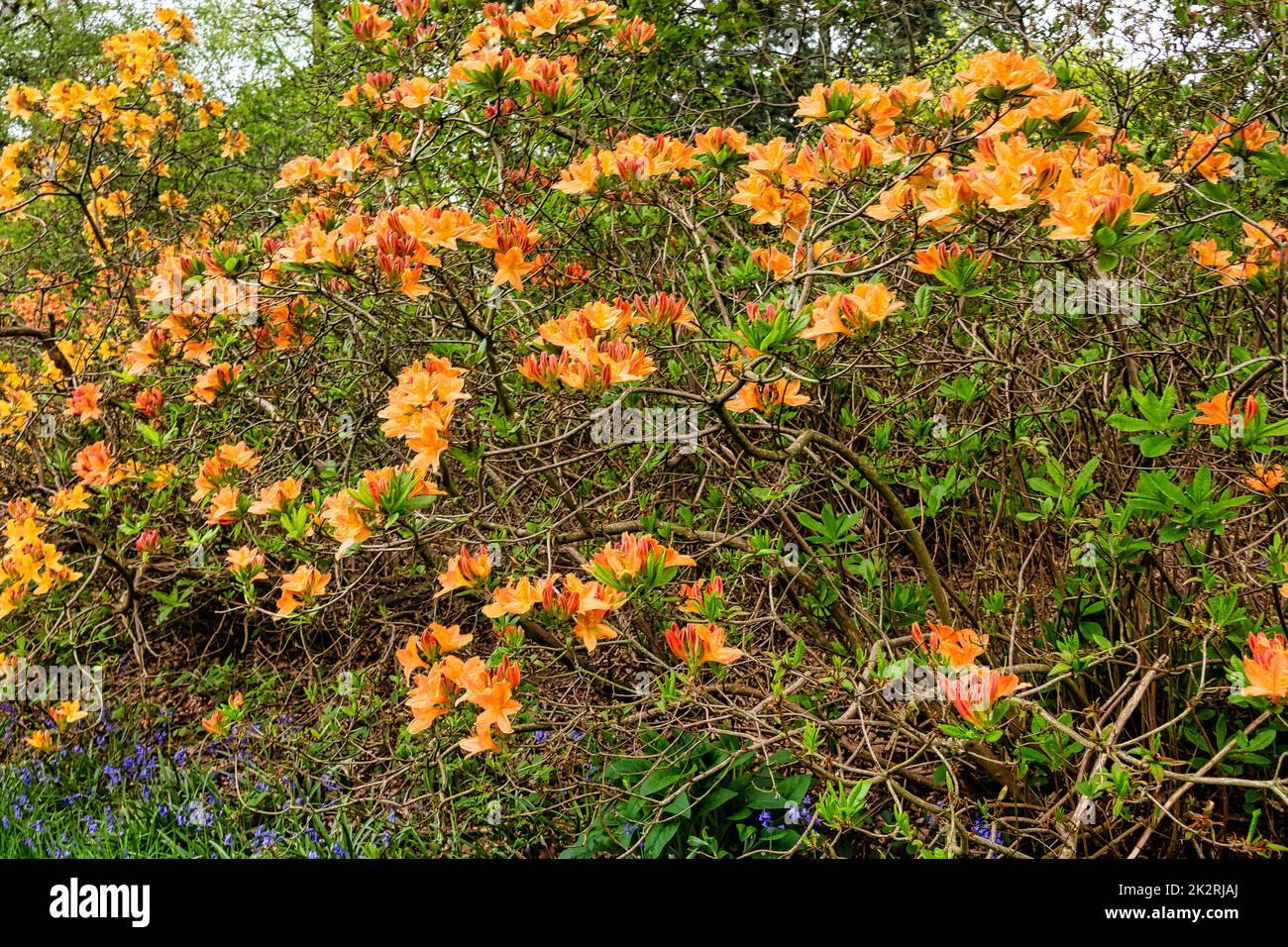 Rhododendrons à Windsor Great Park, Royaume-Uni Banque D'Images