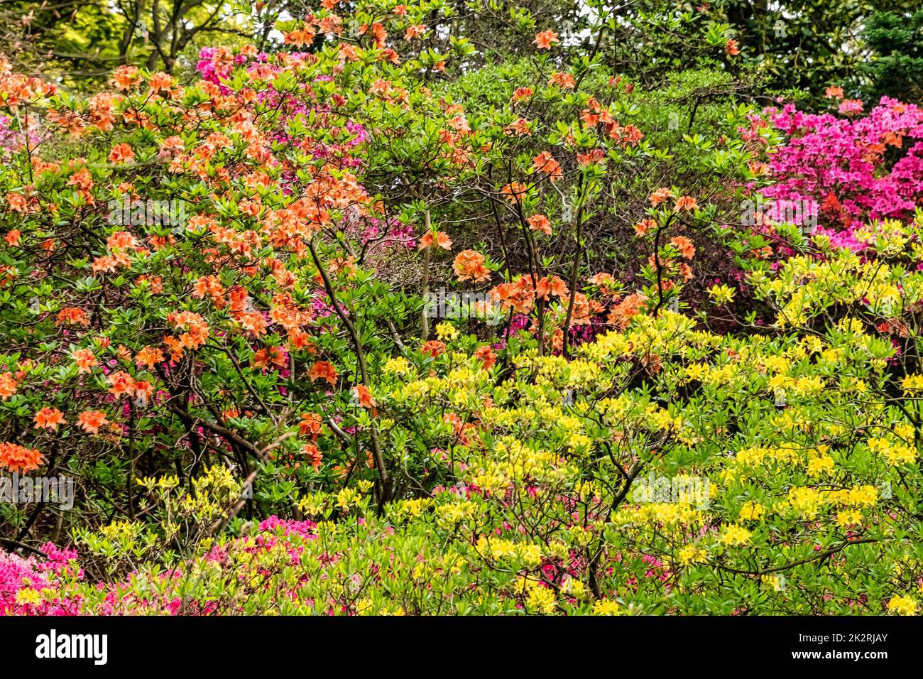 Rhododendrons à Windsor Great Park, Royaume-Uni Banque D'Images