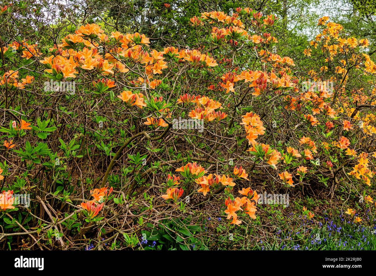 Rhododendrons à Windsor Great Park, Royaume-Uni Banque D'Images