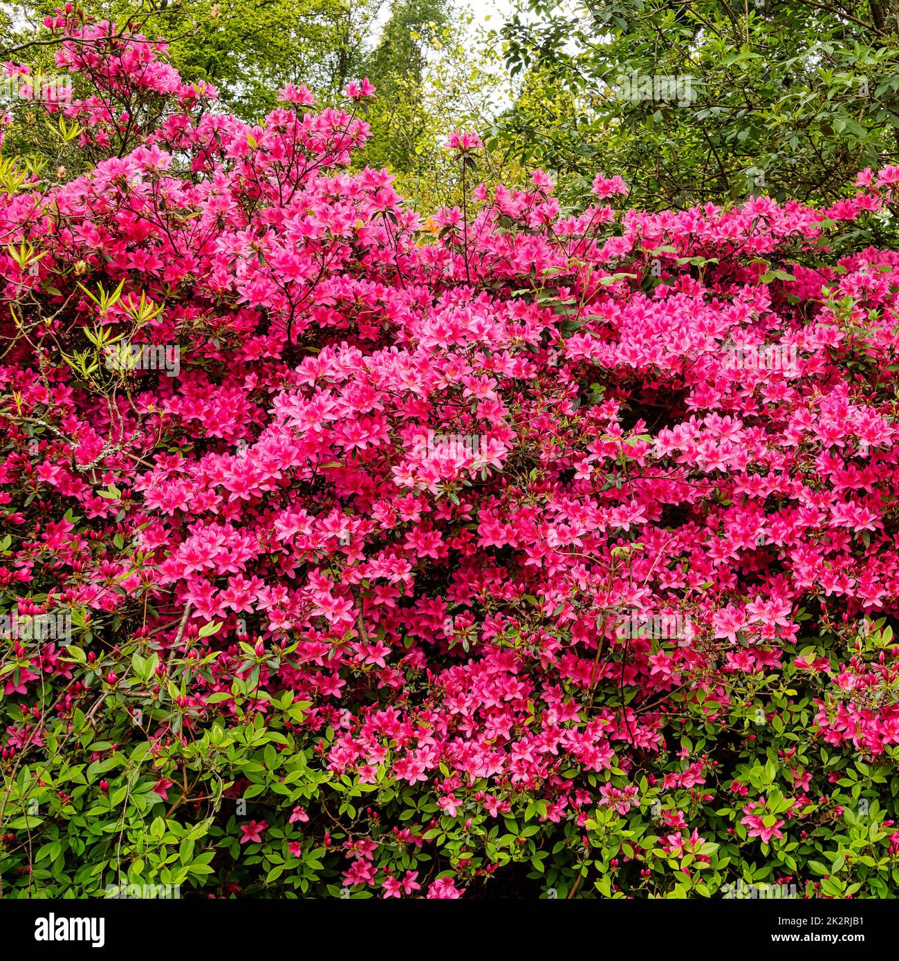 Rhododendrons à Windsor Great Park, Royaume-Uni Banque D'Images