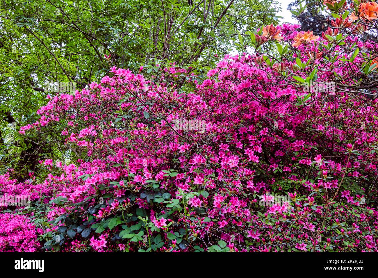 Rhododendrons à Windsor Great Park, Royaume-Uni Banque D'Images