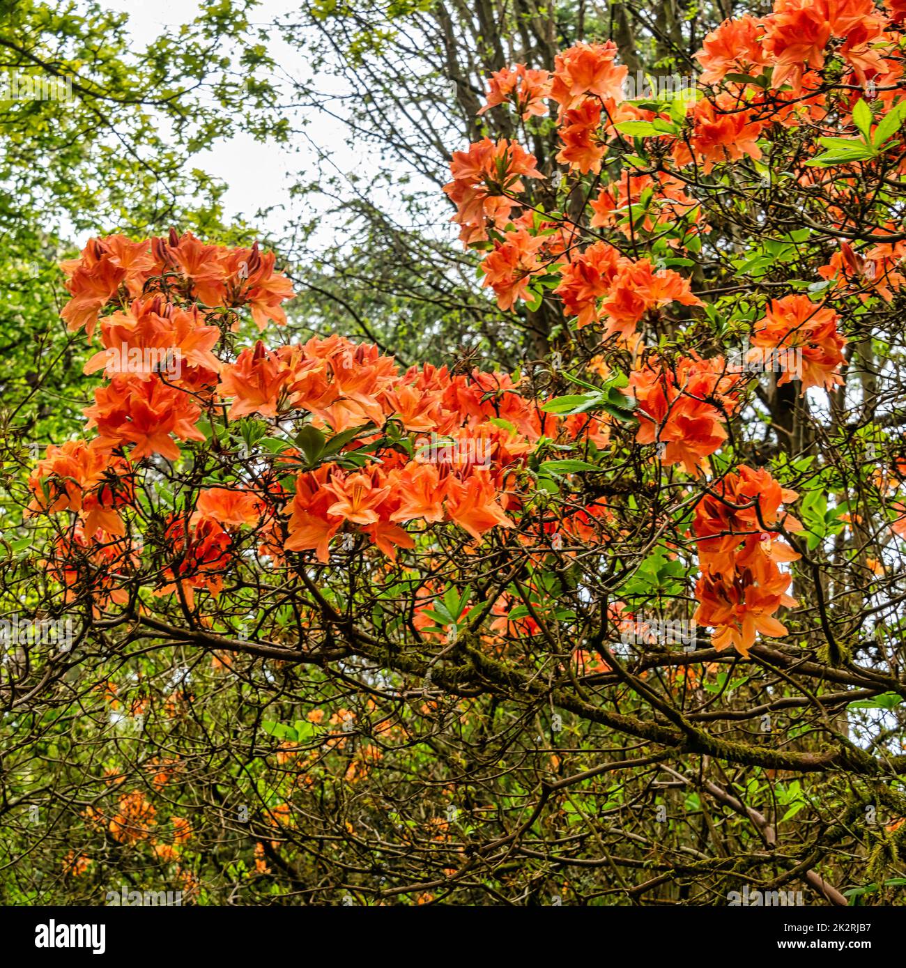 Rhododendrons à Windsor Great Park, Royaume-Uni Banque D'Images