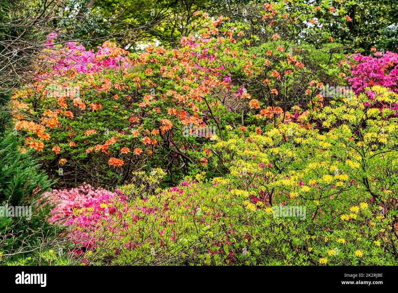 Rhododendrons à Windsor Great Park, Royaume-Uni Banque D'Images