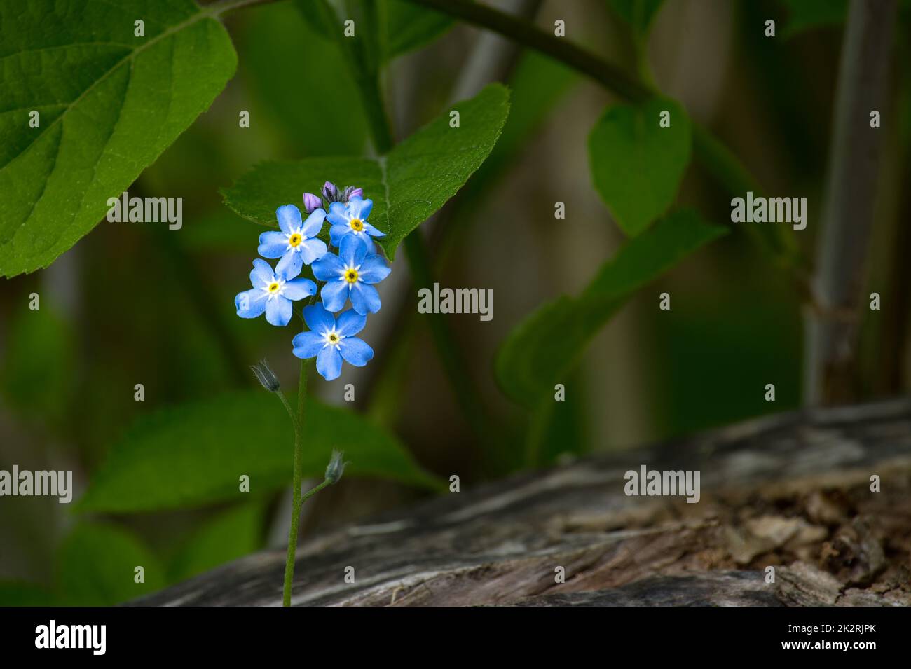 Myosotis alpestris connu sous le nom d'oublier moi non Banque D'Images