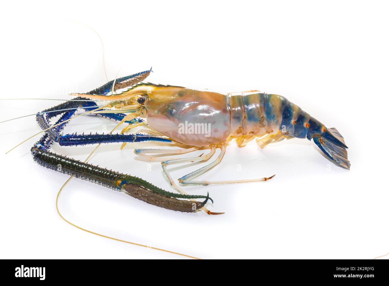 Crevettes géantes d'eau douce sur blanc Banque D'Images