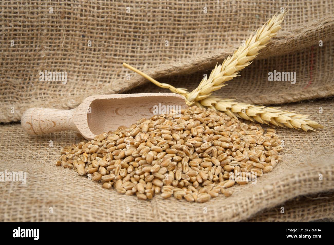 Graines de blé et pelle en bois sur tissu de hessian Banque D'Images