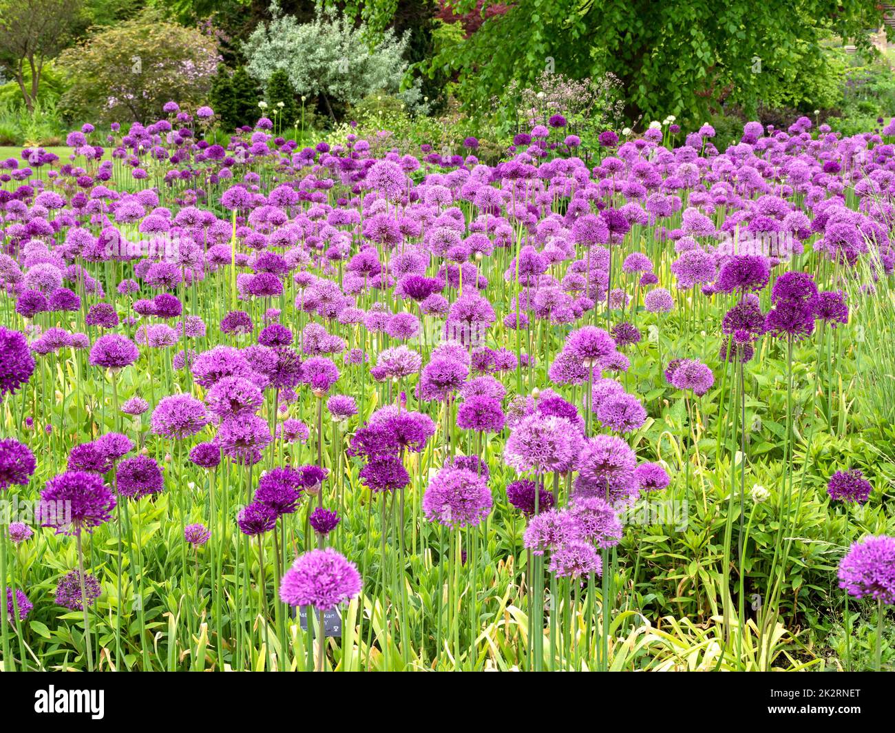 Les grandes Alliums violets fleurissent dans un jardin Banque D'Images