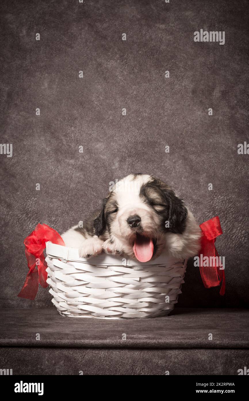 Chiot mignon dans panier Banque D'Images