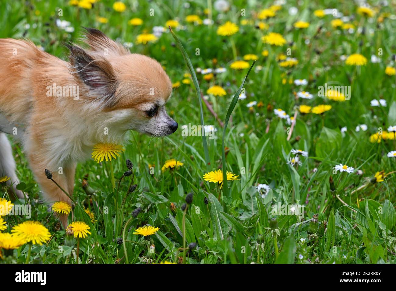 Un chien chihuahua dans un pré aux fleurs jaunes Banque D'Images