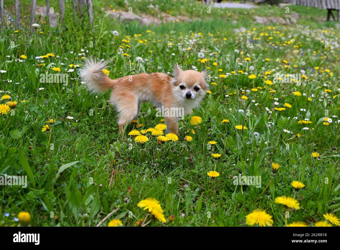 Chien Chihuahua dans un pré avec des fleurs jaunes Banque D'Images