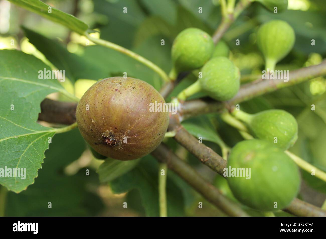 Figues fraîches poussant sur la figue mûre d'arbre et les figues vertes Banque D'Images