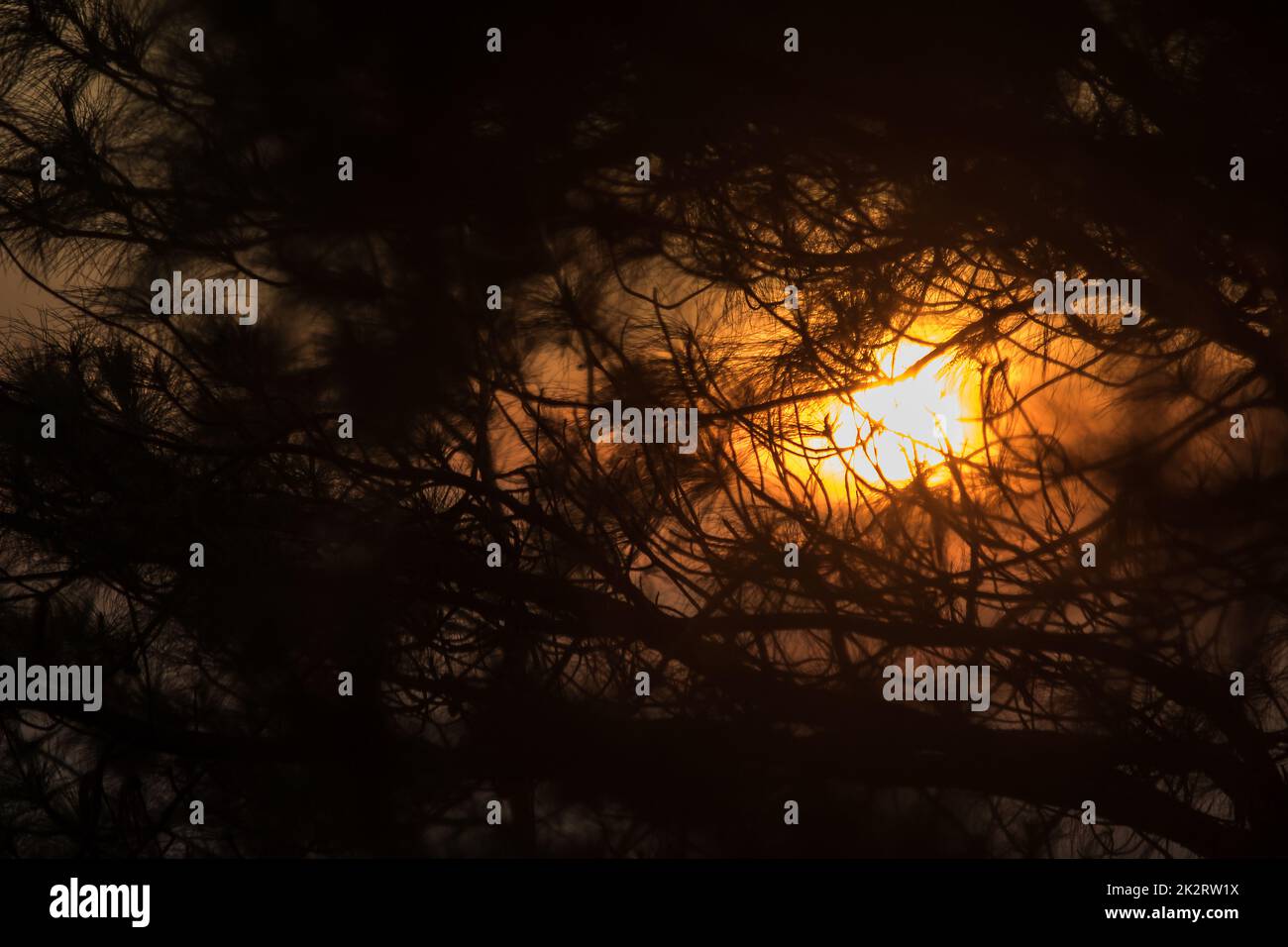 La silhouette de la branche de pin et la lumière du soleil Banque D'Images