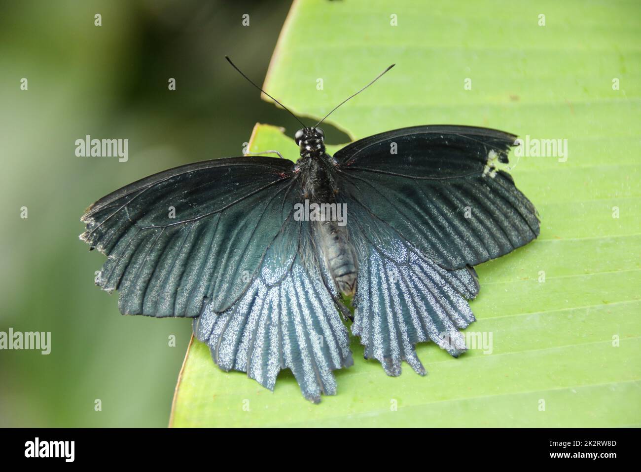 Le papillon noir est posé sur une feuille Banque D'Images