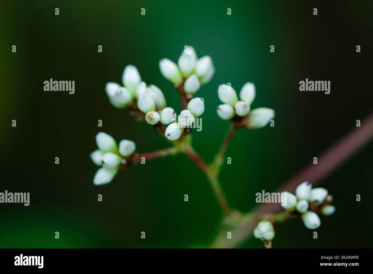 Petites fleurs sauvages blanches dans une belle nature Banque D'Images