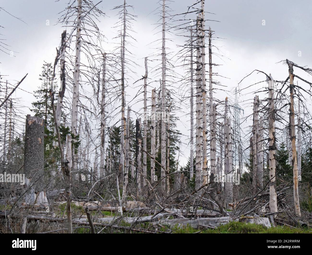 Dépérissement des arbres dans le parc national du Harz près du Brocken sur l'Achtermannshoehe en Basse-Saxe. Banque D'Images