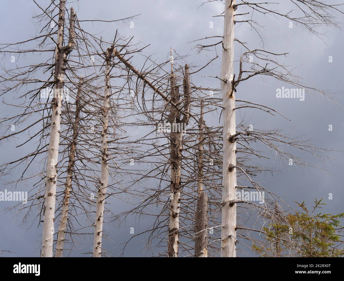 Dépérissement des arbres dans le parc national du Harz près du Brocken sur l'Achtermannshoehe en Basse-Saxe. Banque D'Images