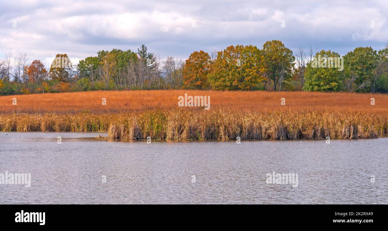 Marais Prairie aux couleurs de l'automne Banque D'Images