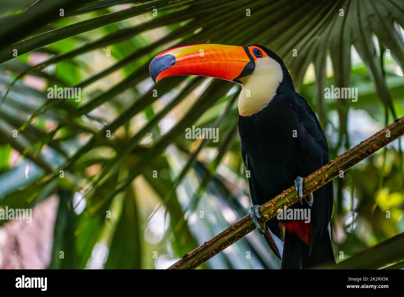 Toco Toucan (oiseau tropical coloré) Banque D'Images