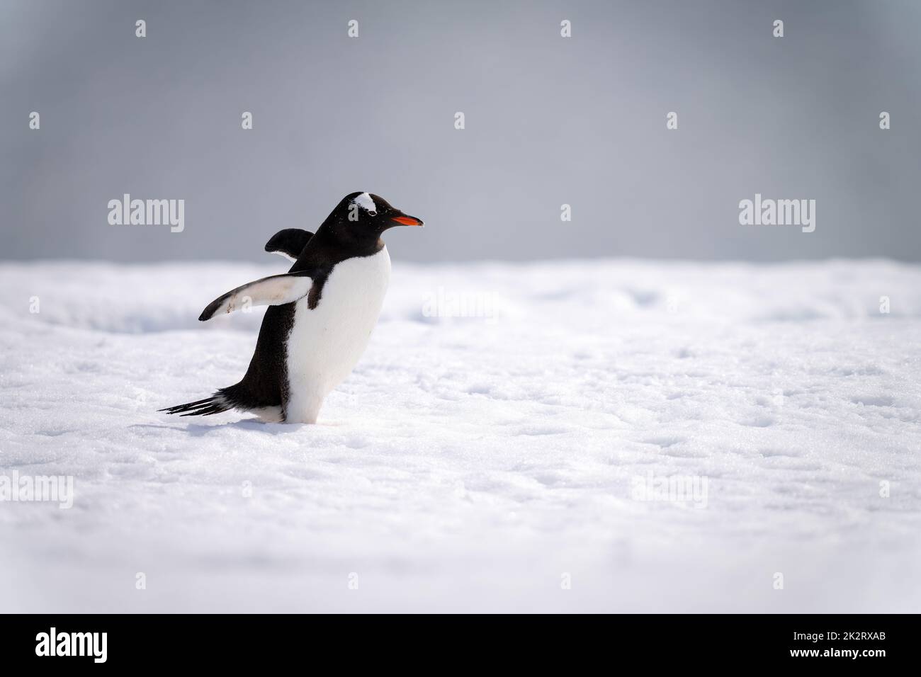 Le pingouin Gentoo s'étend sur la neige et s'étend sur les palmes Banque D'Images