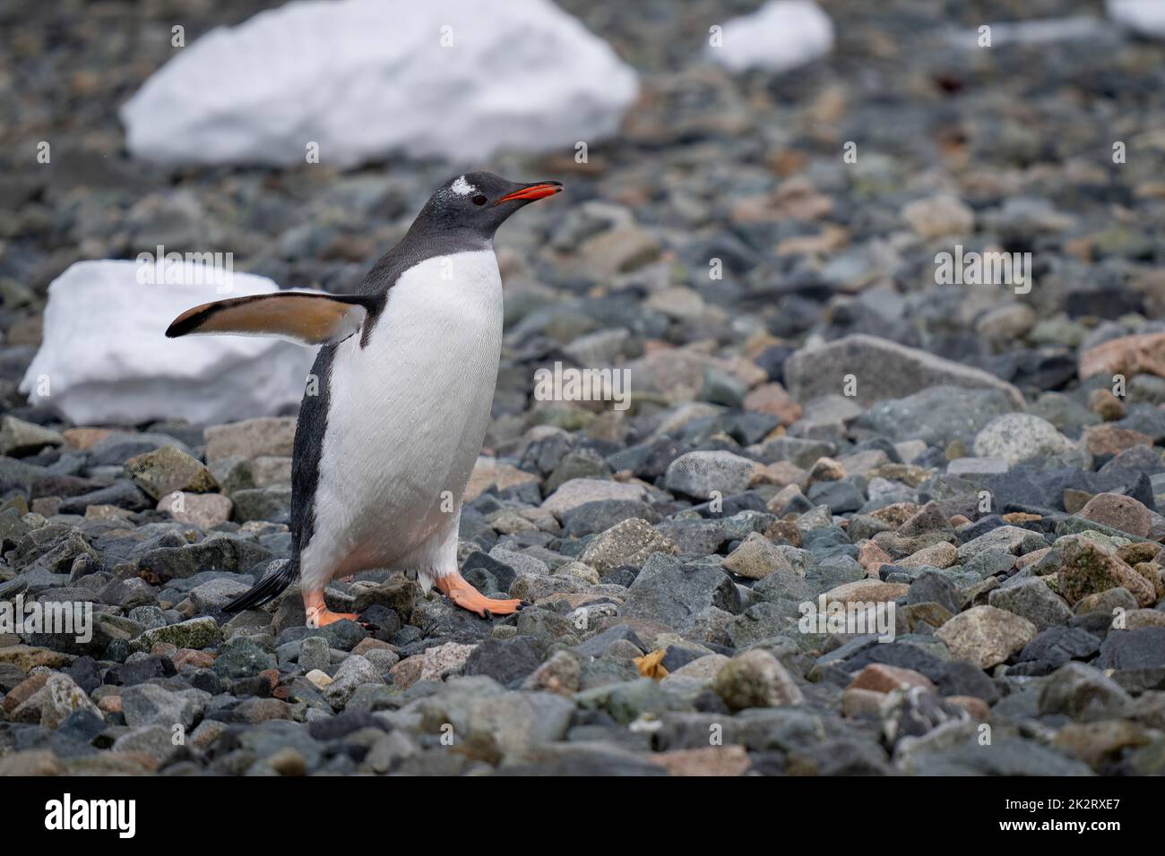 Le pingouin de Gentoo marche au-dessus des rochers au soleil Banque D'Images