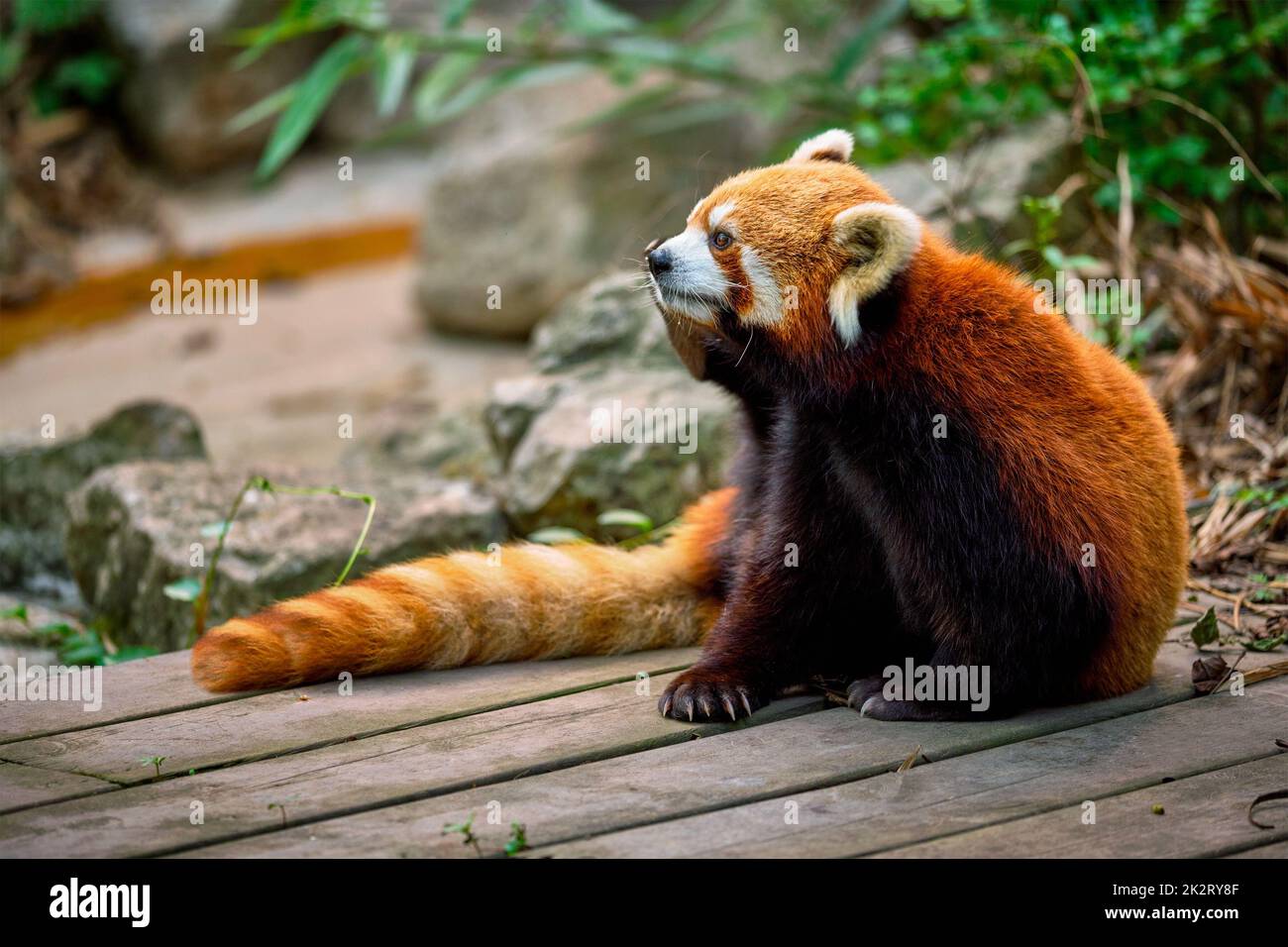 Panda rouge panda Banque D'Images