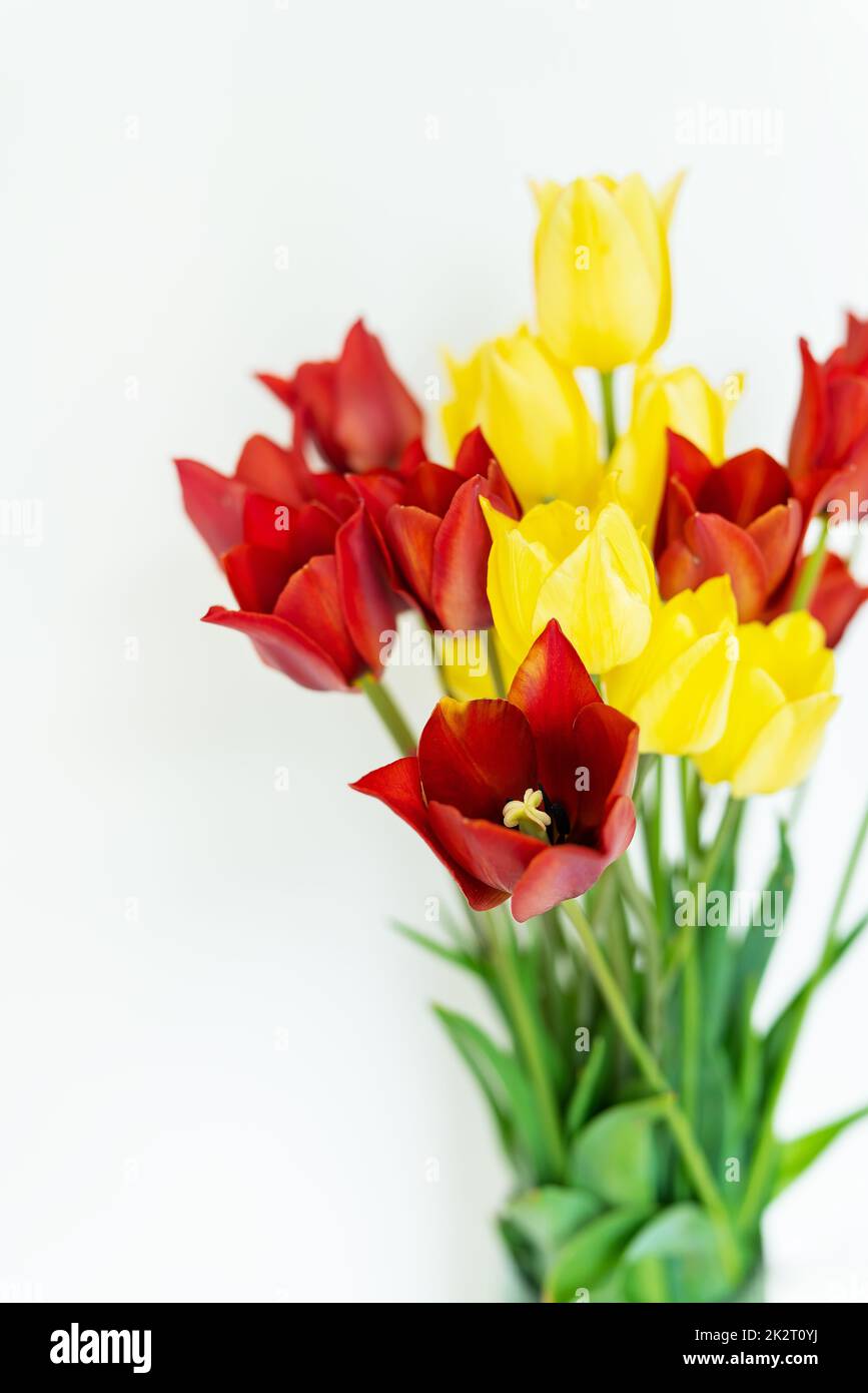 Bouquet de tulipes rouges-jaunes fraîches sur fond blanc avec espace de copie. Place pour une inscription. Banque D'Images