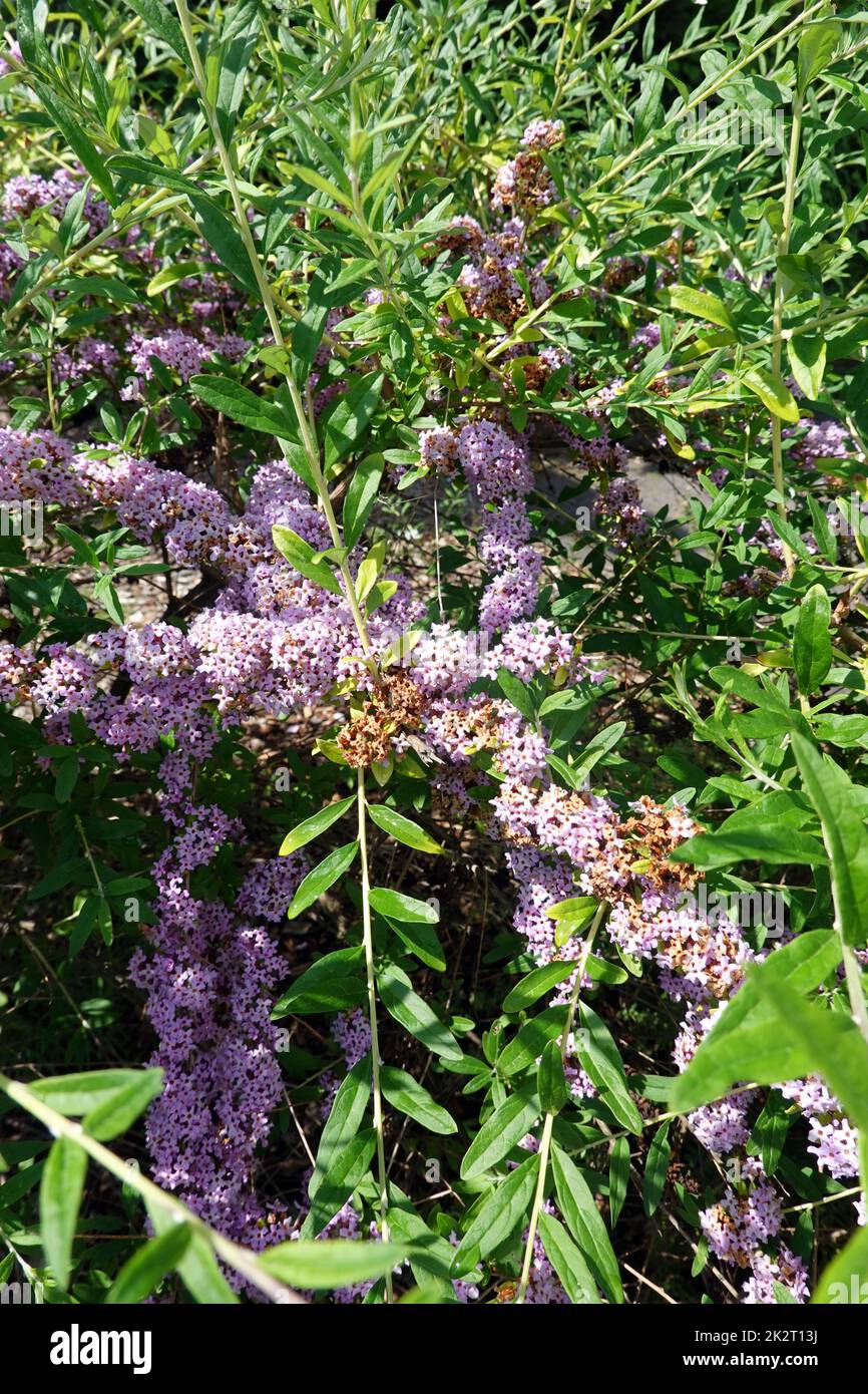 Wechselblaettriger Sommerflieder (Buddleja alternifolia) Banque D'Images