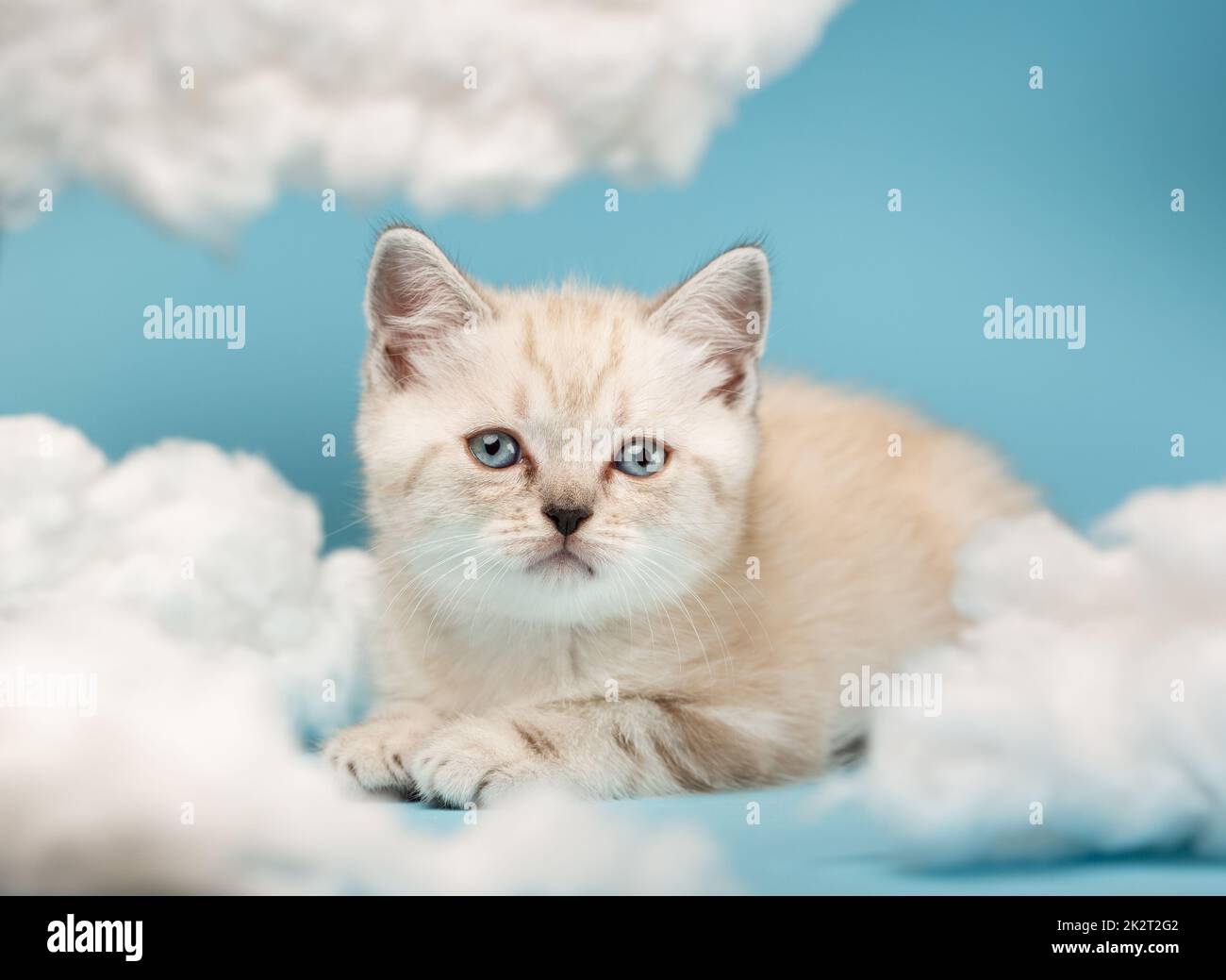 Museau d'un chaton écossais beige clair avec des yeux bleus, qui se trouve parmi les nuages blancs de coton. Banque D'Images