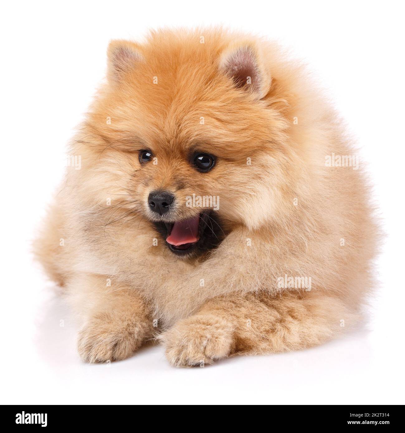 Chien de race Poméranie Spitz sur fond blanc. Banque D'Images