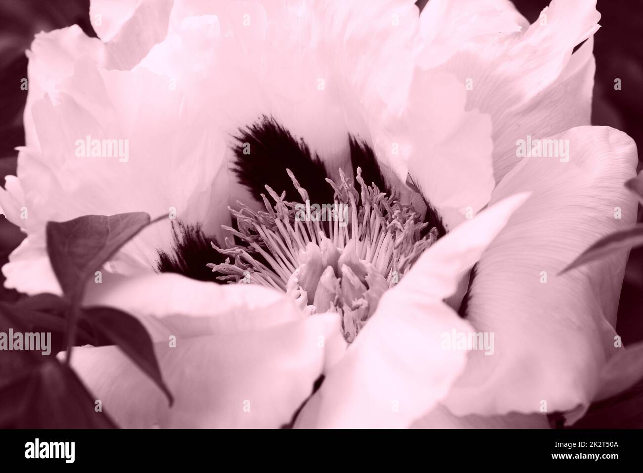 Pivoine d'arbre blanche en fleurs. Grande pivoine blanche au printemps Banque D'Images