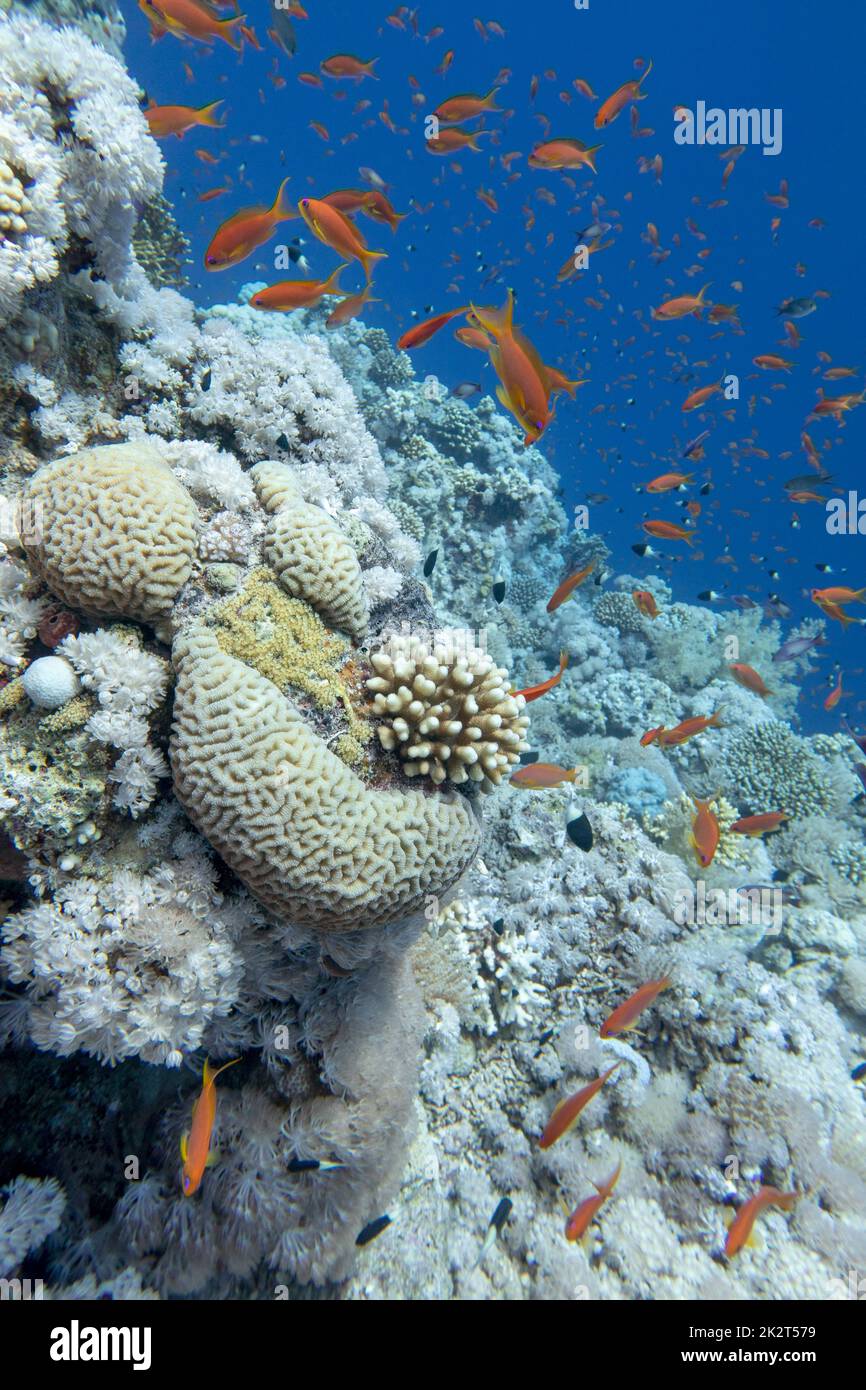 Récif de corail coloré au fond de la mer tropicale, paysage sous-marin Banque D'Images