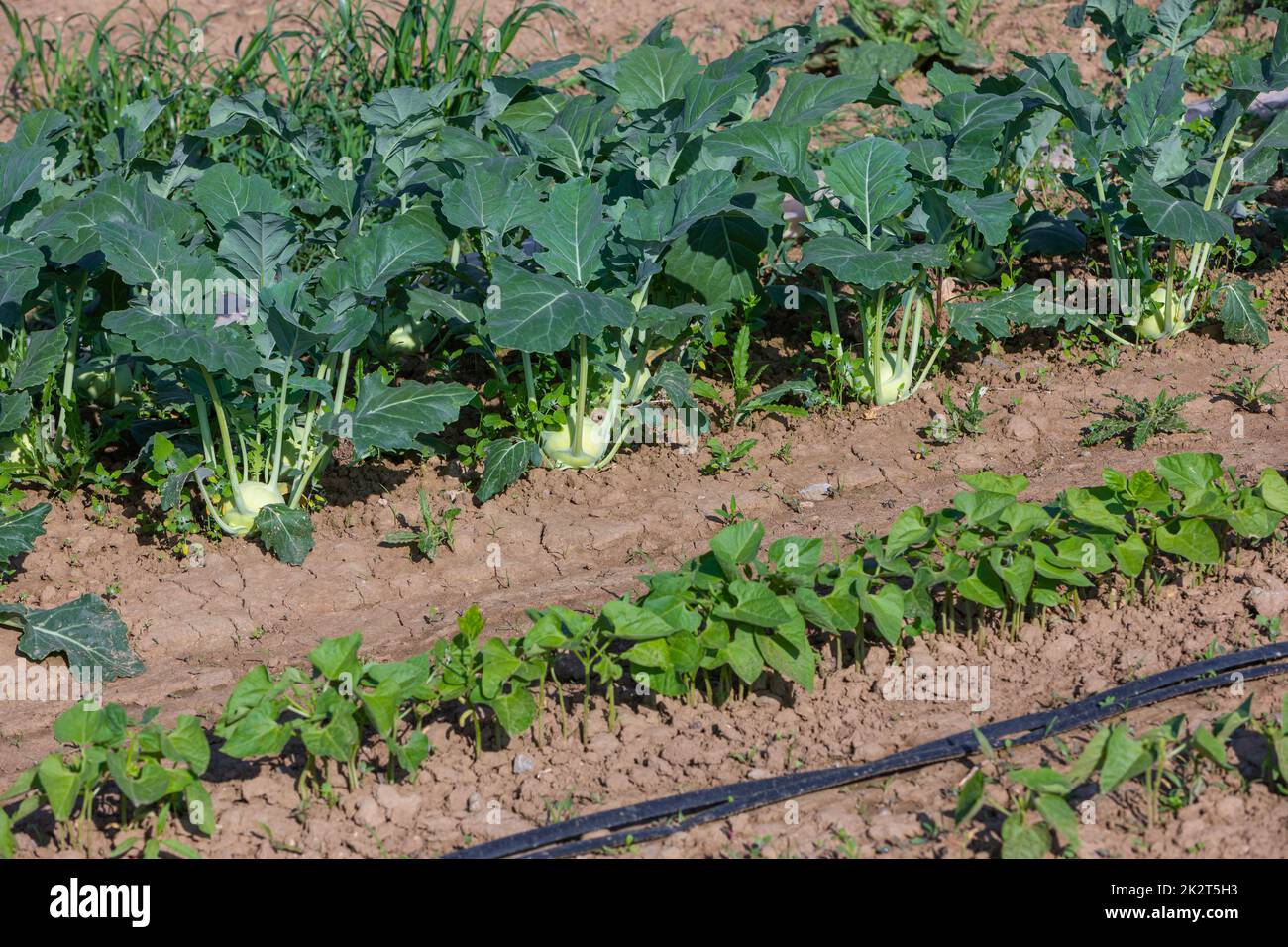 détail d'un jardin avec kohlrabi Banque D'Images