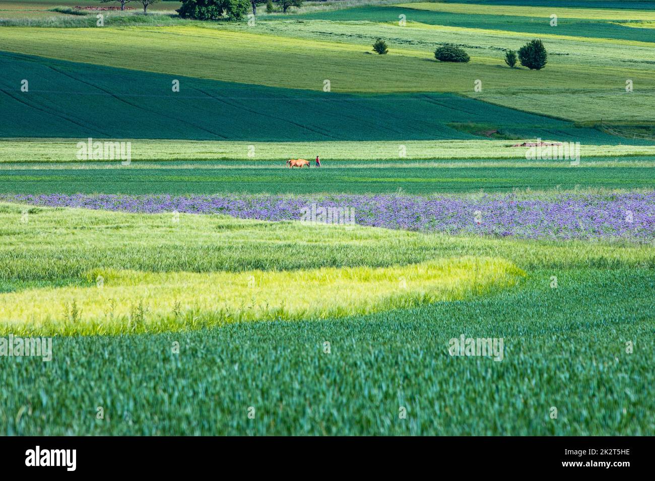 paysage pittoresque avec champs verts Banque D'Images