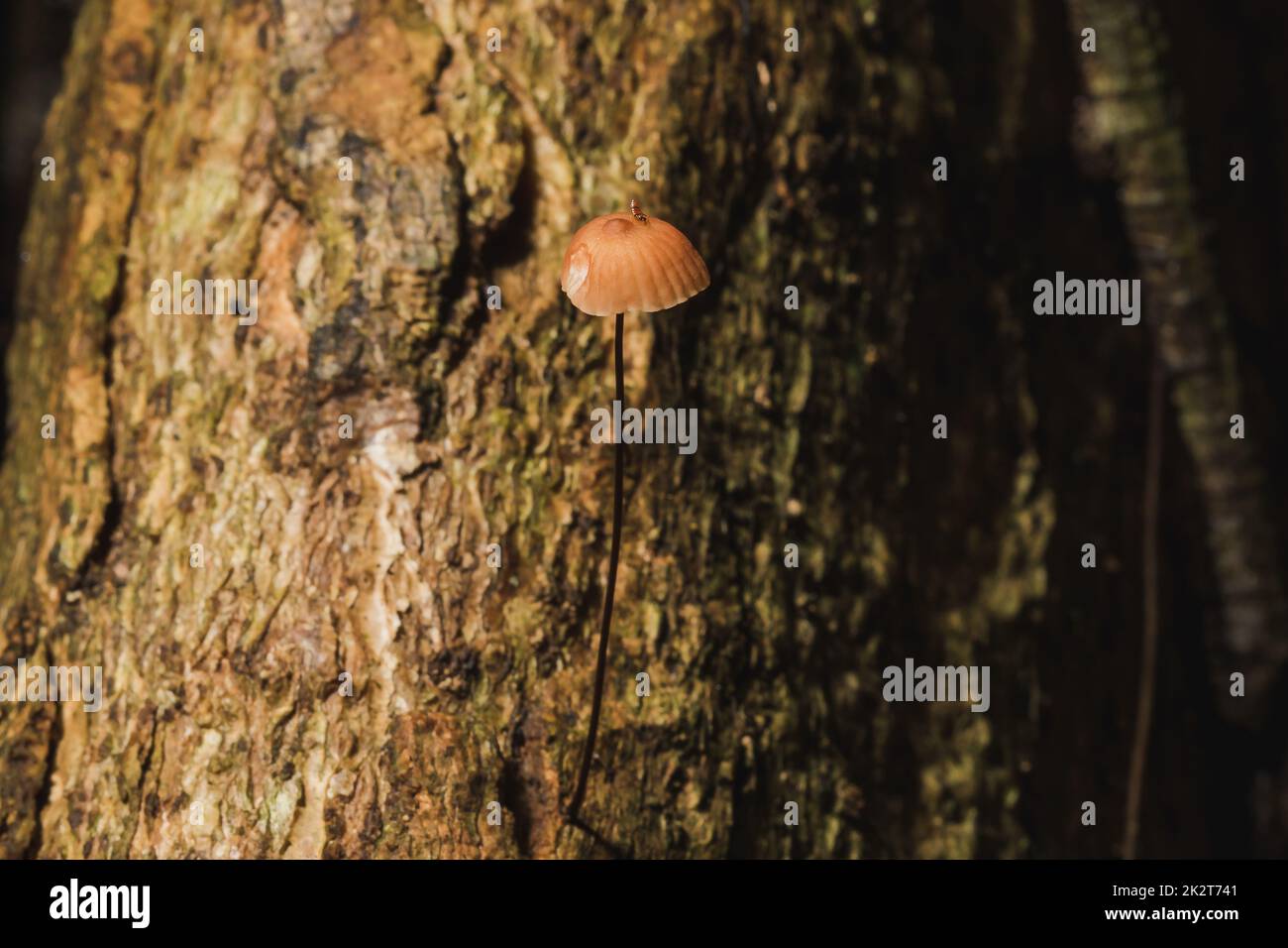 Petits champignons bruns sur l'écorce de la tige Banque D'Images