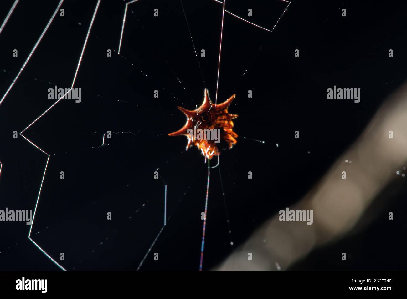 L'araignée orange sur la toile attend des insectes Banque D'Images