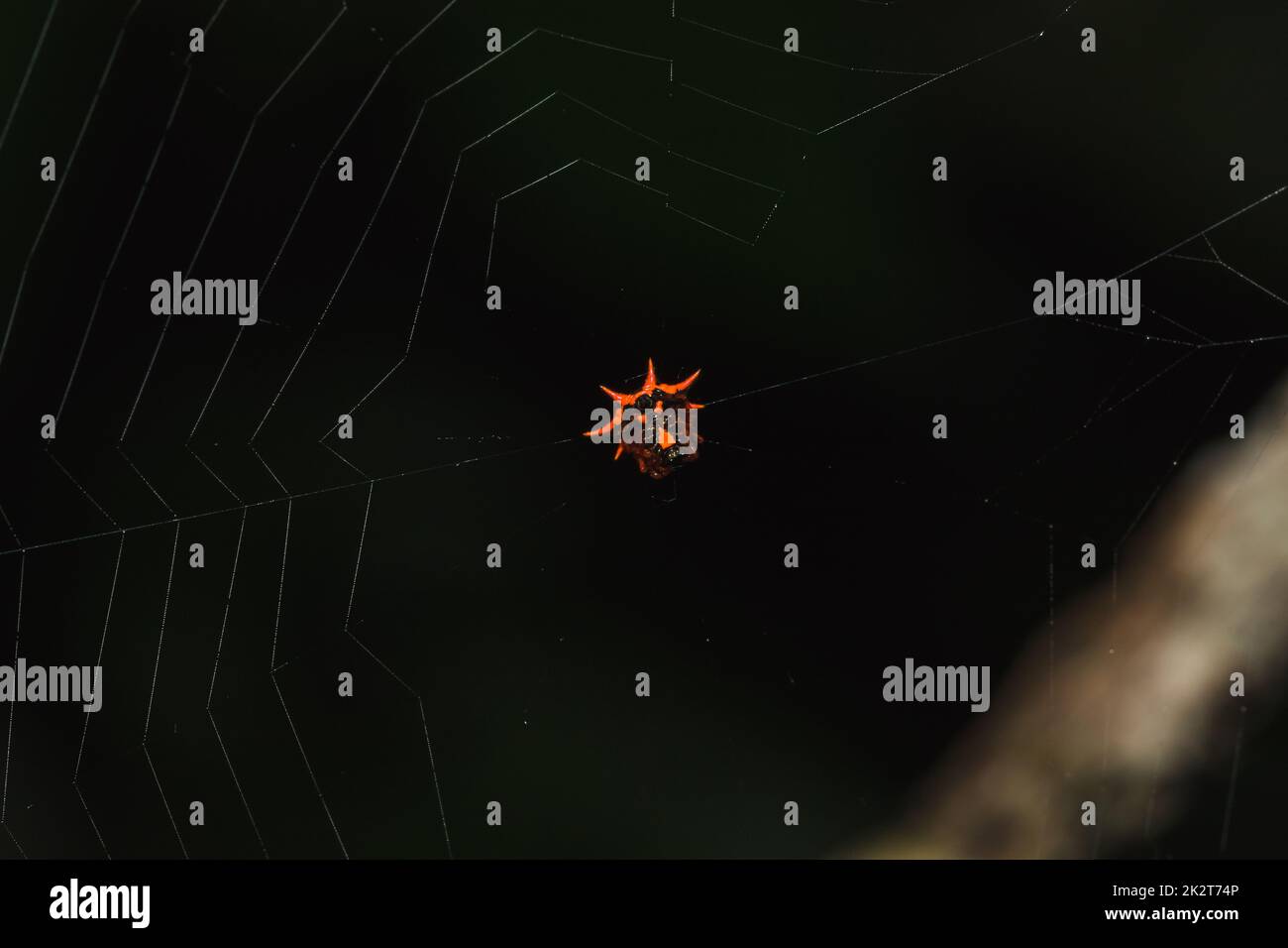 L'araignée orange sur la toile attend des insectes Banque D'Images