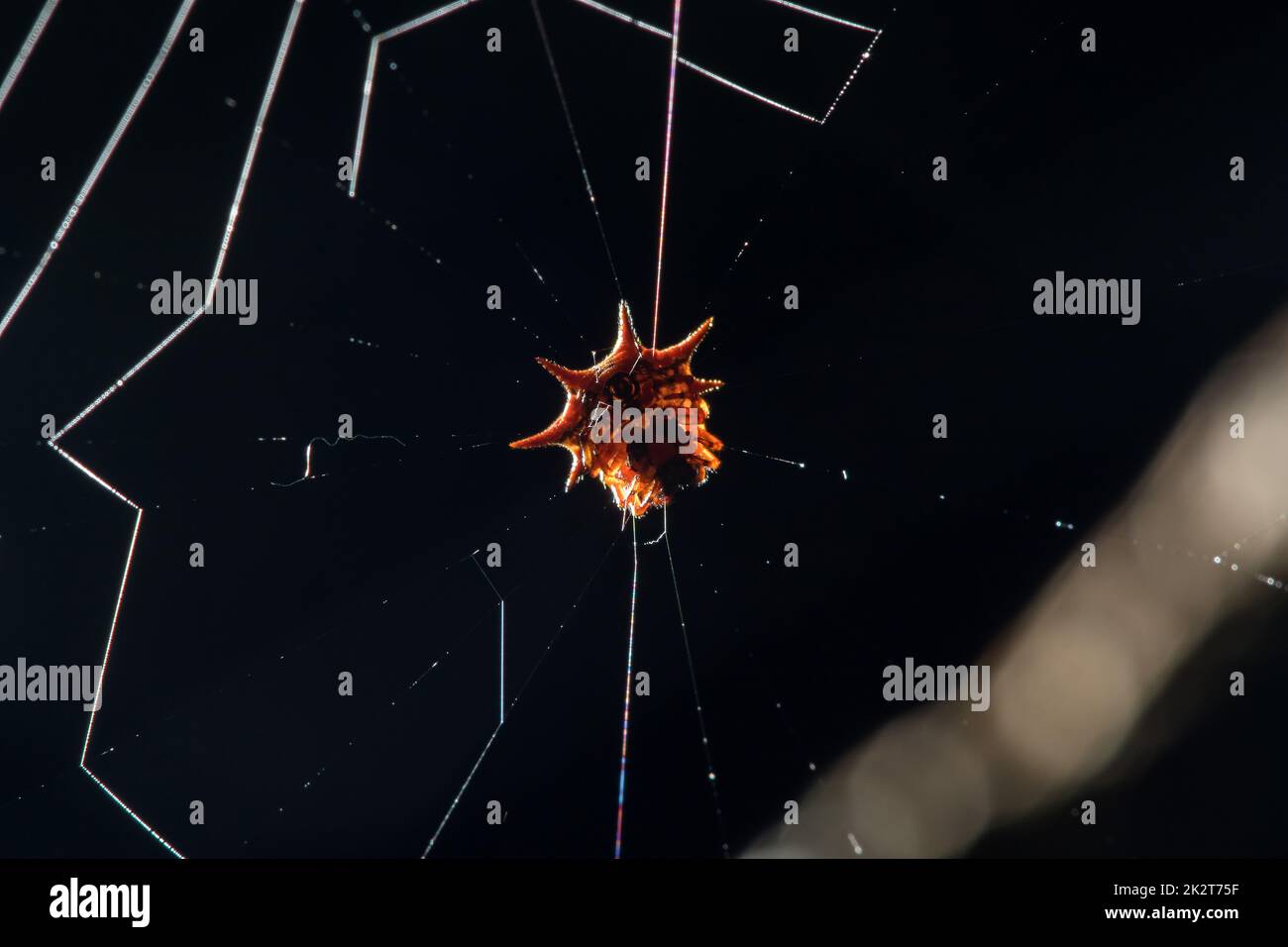 L'araignée orange sur la toile attend des insectes Banque D'Images
