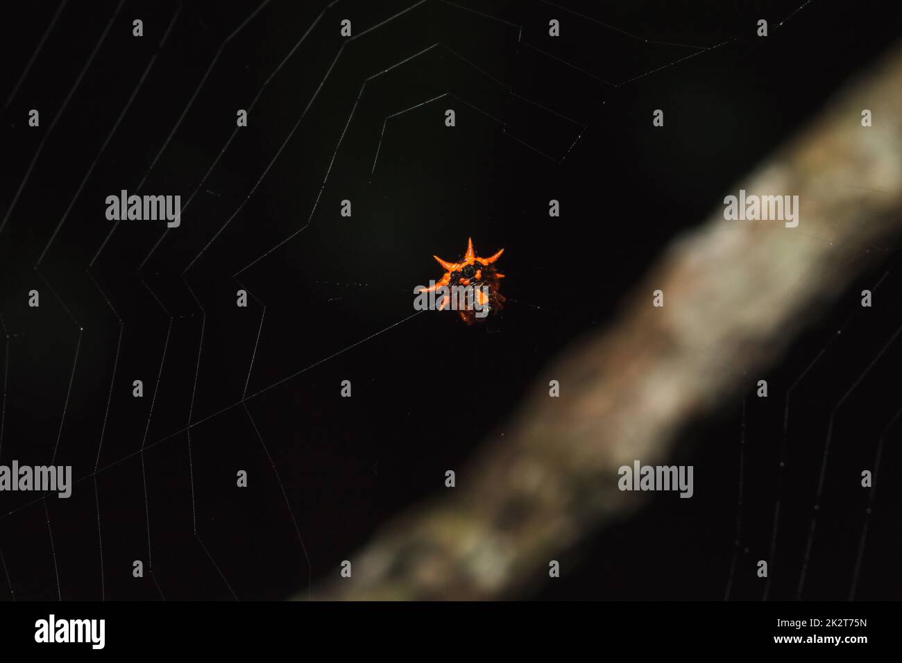 L'araignée orange sur la toile attend des insectes Banque D'Images