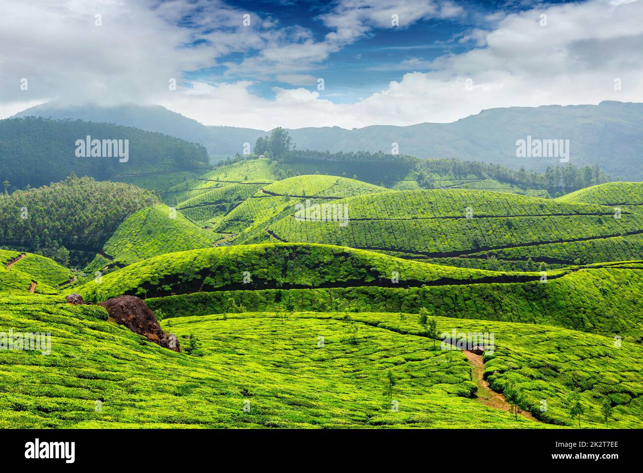 Les plantations de thé, de l'Inde Banque D'Images