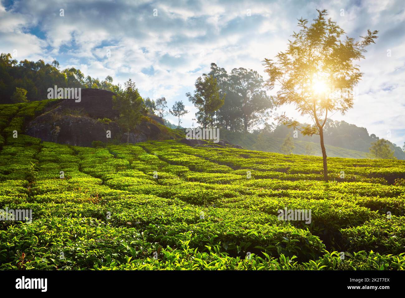 plantation de thé le matin, Inde Banque D'Images