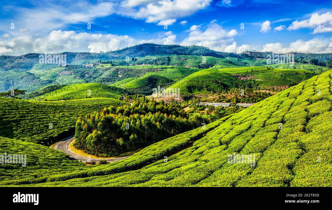 Les plantations de thé vert de Munnar, Kerala, Inde Banque D'Images