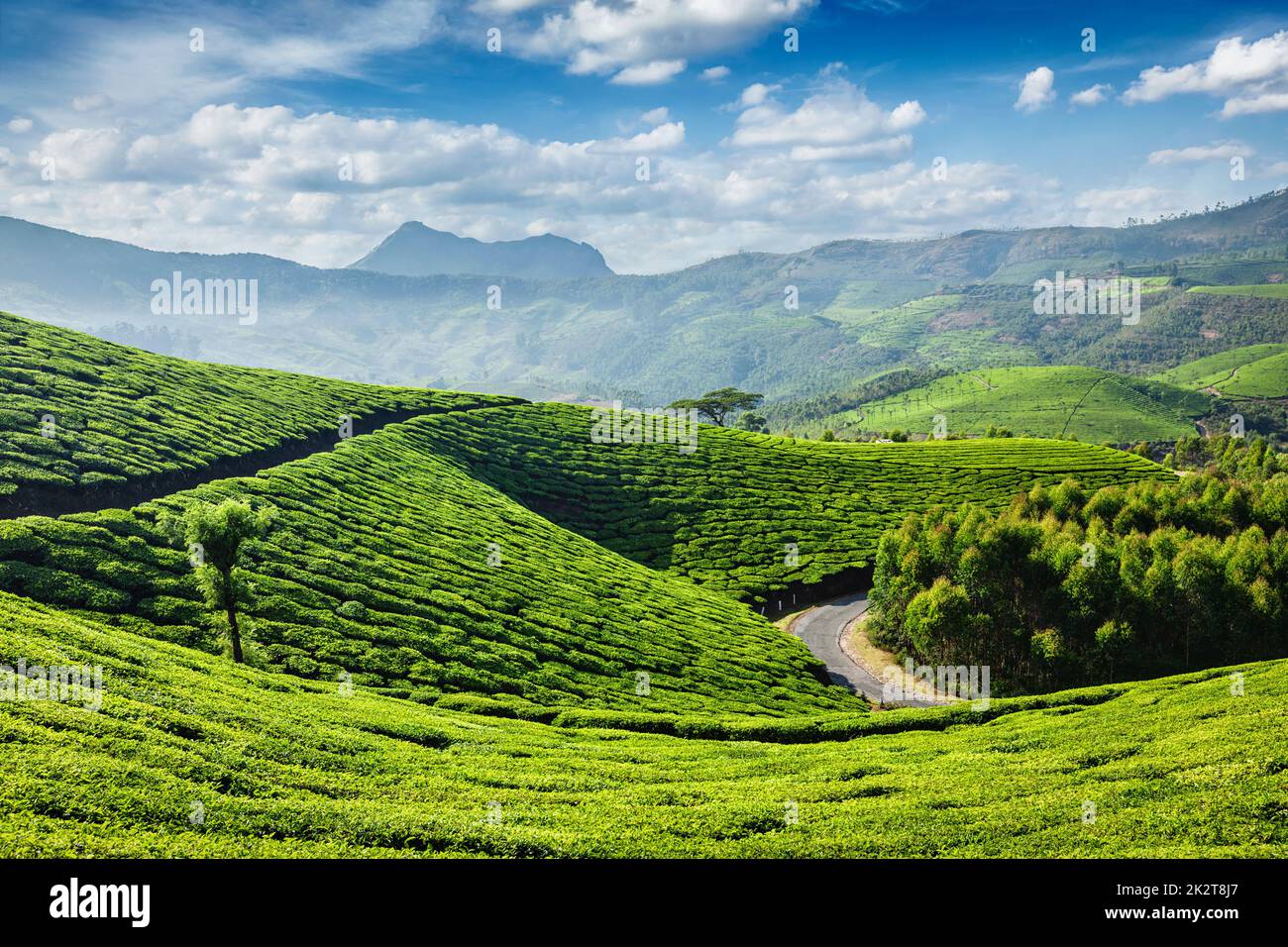 Les plantations de thé, Munnar, Kerala State, India Banque D'Images