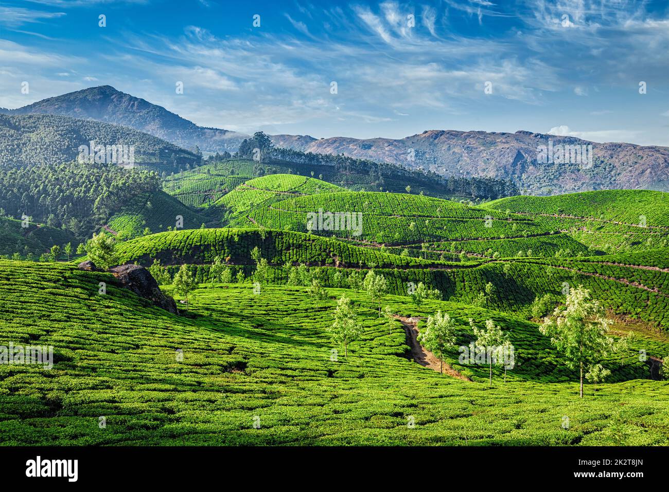 Les plantations de thé, Munnar, Kerala State, India Banque D'Images