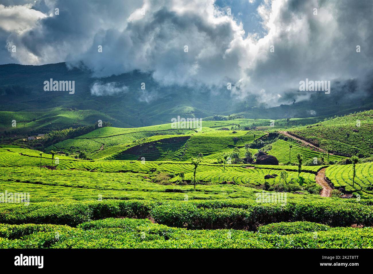 Les plantations de thé vert de Munnar, Kerala, Inde Banque D'Images