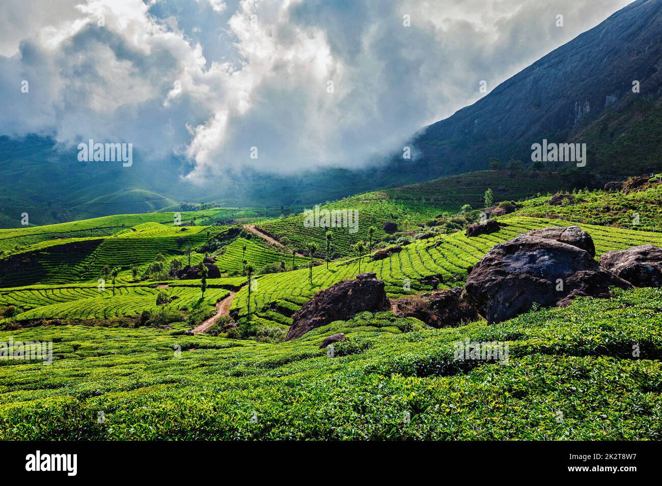 Les plantations de thé vert de Munnar, Kerala, Inde Banque D'Images