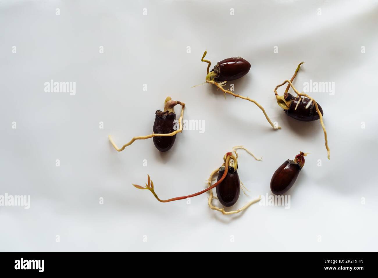 Cinq pousses de lychee ont germé des graines sur un fond blanc Banque D'Images Cinq pousses de lychee ont germé des graines sur un fond blanc Banque D'Images