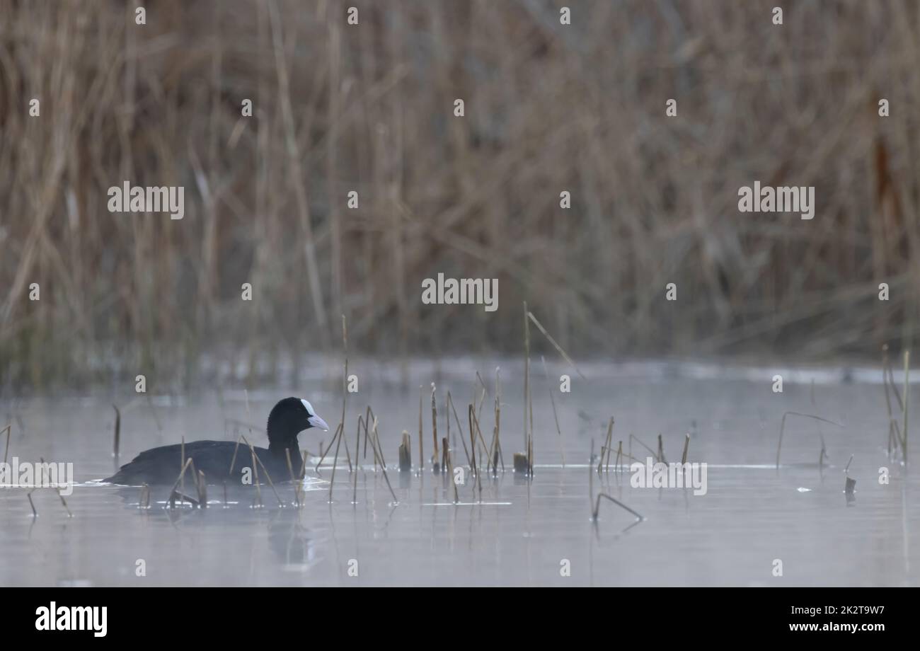 Black Coot (Fulica atra, Fulica Prior), Bohême du Sud, République tchèque Banque D'Images